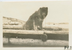 Image: Eskimo [Inuit] dog